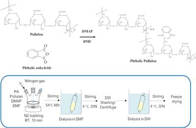 Pullulan Nanoparticles as Prebiotics Enhance the Antibacterial Properties of Lactobacillus plantarum Through the Induction of Mild Stress in Probiotics